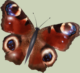 Motif Élégance du Papillon Paon personnalisé sur vêtement