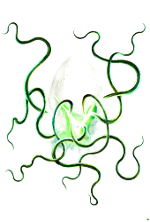 Cthulhu: Le 8ème Tentacule