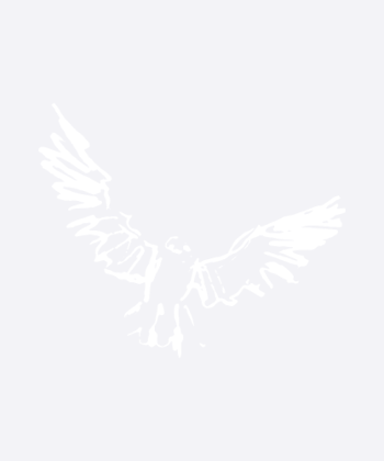 Bird Vogel Fly