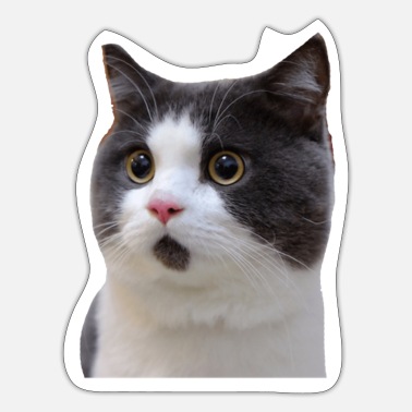 Cat Cat cats - Sticker
