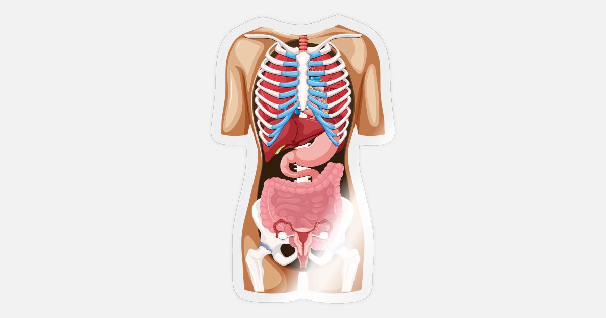 Location Organs - Anatomy Human Body' Sticker | Spreadshirt
