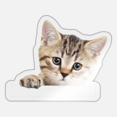 Stick boîte stickbild telpakket 23x24 chaton avec poisson rouge Chat Kitten Cat 