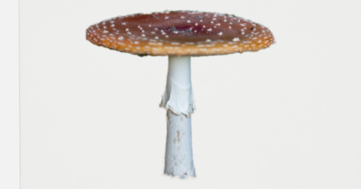Champignon champignons Fly AgaricNatureWildlife Eco Friendly blanc Carte de vœux
