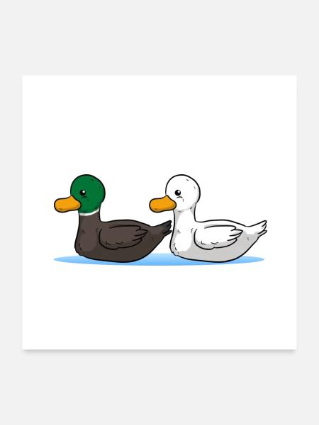 Enten - Poster 60x60 cm - Weiß