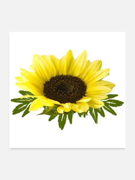 Sonnenblume - Poster 60x60 cm - Weiß - Vorne