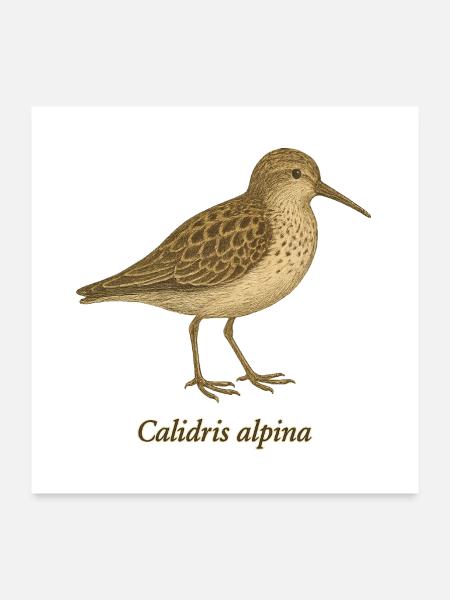 Alpenstrandläufer - Vintage Illustration - Poster 60x60 cm - Weiß