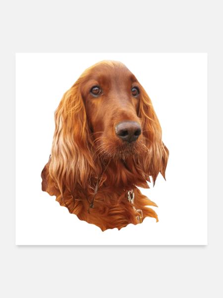 Irish Setter Red - Poster 60x60 cm - Weiß - Vorne