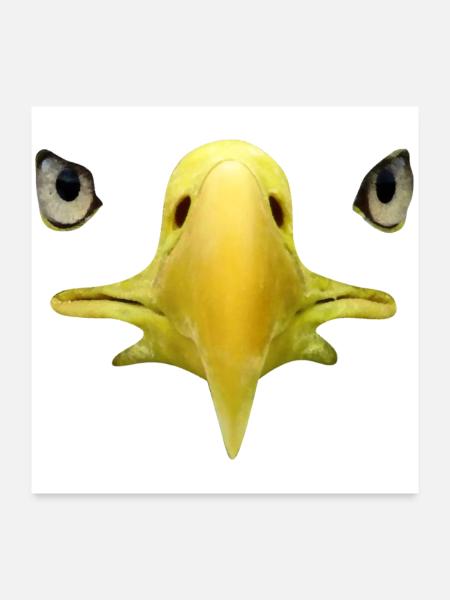 Schnabel, Augen von Weißkopftseeadler, Falknerei - Poster 60x60 cm - Weiß - Vorne
