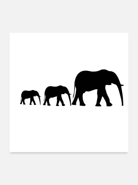 famille éléphant - Poster 60 x 60 cm - blanc - Devant