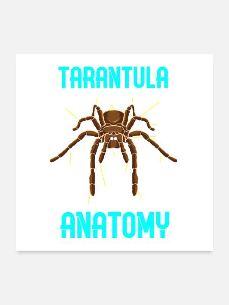 Tarantelspinne Anatomie - Lustiges Diagramm - Poster 60x60 cm - Weiß - Vorne