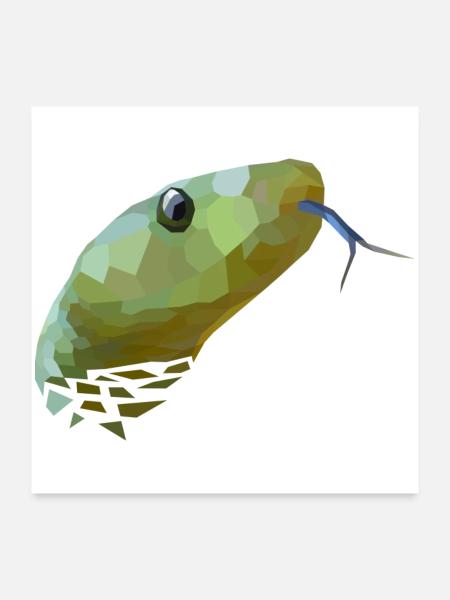 Schlange Schlangenkopf - Poster 60x60 cm - Weiß - Vorne