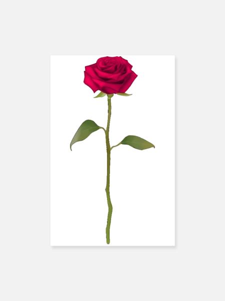 Rose - Poster 8" x 12" (20x30 cm) - white - Front