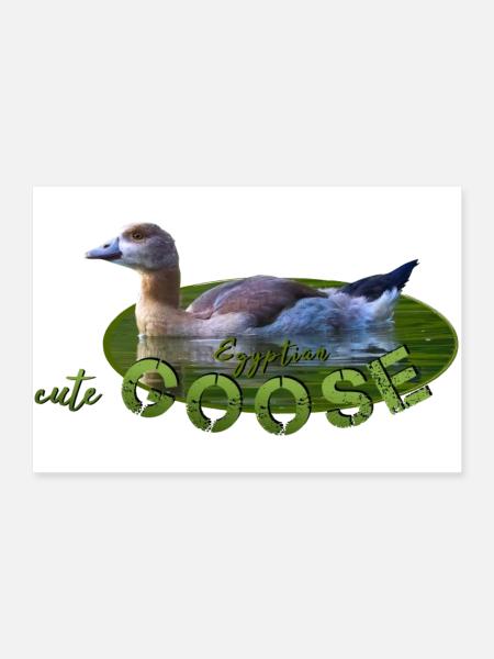 Nilgans Küken Vogel Gans - Poster 90x60 cm - Weiß