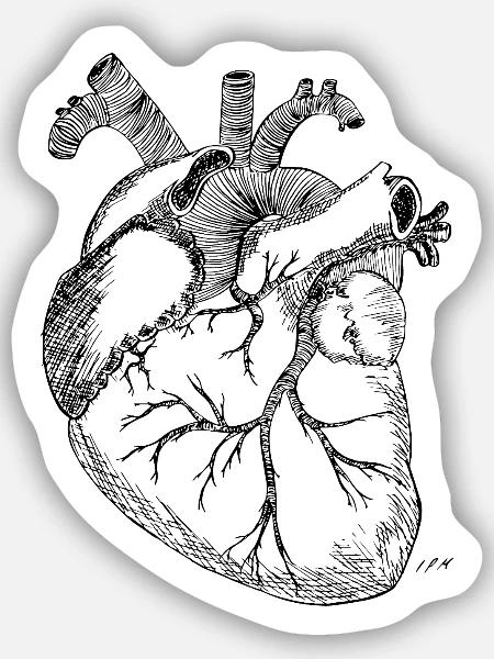 Anatomisches Herz - Sticker Größe S (10 x 10 cm) - Mattweiß