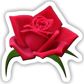 Rose rote Rose Rosenblüte - Sticker Größe S (10 x 10 cm) - Mattweiß - Vorne