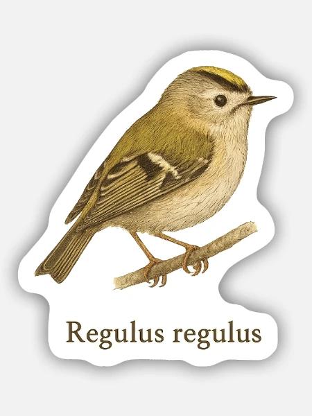 Wintergoldhähnchen – Regulus regulus - Sticker Größe S (10 x 10 cm) - Mattweiß