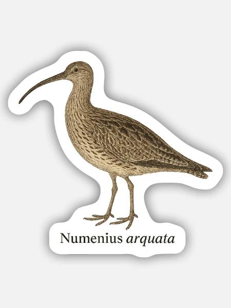 Brachvogel - Numenius arquata - Sticker Größe S (10 x 10 cm) - Mattweiß