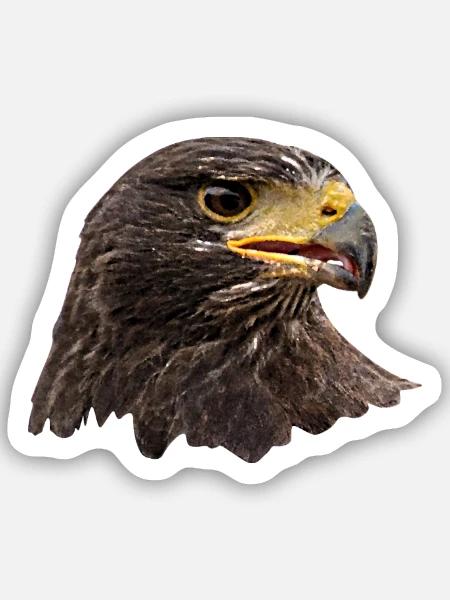 Adler, Falke, Greifvogel aus Falknerei, braun - Sticker Größe S (10 x 10 cm) - Mattweiß