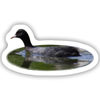 Blässhuhn - Sticker Größe S (10 x 10 cm) - Mattweiß - Vorne