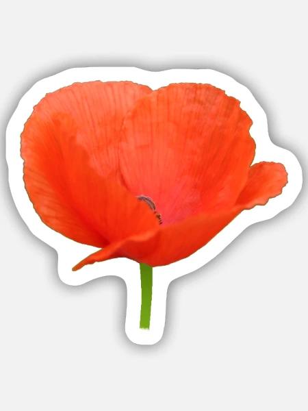 Mohnblume Klatschmohn rote Blume - Sticker Größe S (10 x 10 cm) - Mattweiß