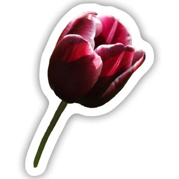 Tulpe weinrot rechts - Sticker Größe S (10 x 10 cm) - Mattweiß - Vorne