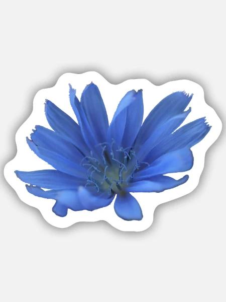 Wegwarte blaue Blume Zichorie lila Blüte - Sticker Größe S (10 x 10 cm) - Mattweiß