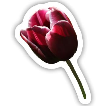 Tulpe Tulpen - Sticker Größe S (10 x 10 cm) - Mattweiß - Vorne