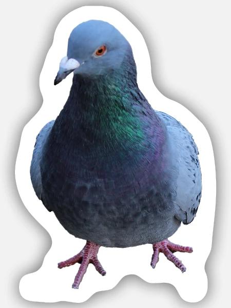 Taube, Vogel - Sticker Größe S (10 x 10 cm) - Mattweiß
