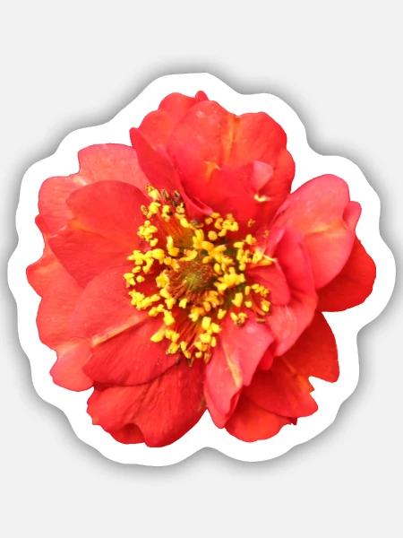 rote Blume Rose - Sticker Größe S (10 x 10 cm) - Mattweiß