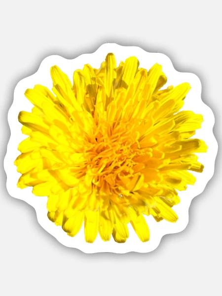 Loewenzahn Löwenzahnblüte gelbe Blume - Sticker Größe S (10 x 10 cm) - Mattweiß