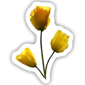 Mohn gelbe Mohnblumen - Sticker Größe S (10 x 10 cm) - Mattweiß - Vorne