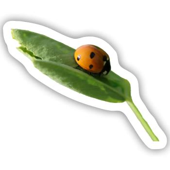 Glückskäferchen Marienkäfer ohne text - Sticker Größe S (10 x 10 cm) - Mattweiß - Vorne