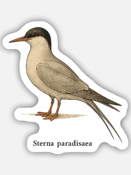 Küstenseeschwalbe – Ornithologische Illustration - Sticker Größe S (10 x 10 cm) - Mattweiß