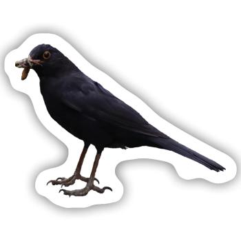 Amsel Vogel schwarzer Vogel - Sticker Größe S (10 x 10 cm) - Mattweiß - Vorne