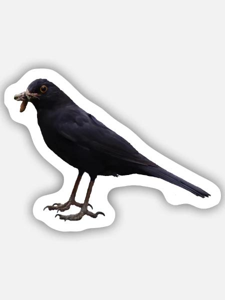 Amsel Vogel schwarzer Vogel - Sticker Größe S (10 x 10 cm) - Mattweiß
