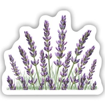Lavendel Lavendelhalme - Sticker Größe S (10 x 10 cm) - Mattweiß - Vorne