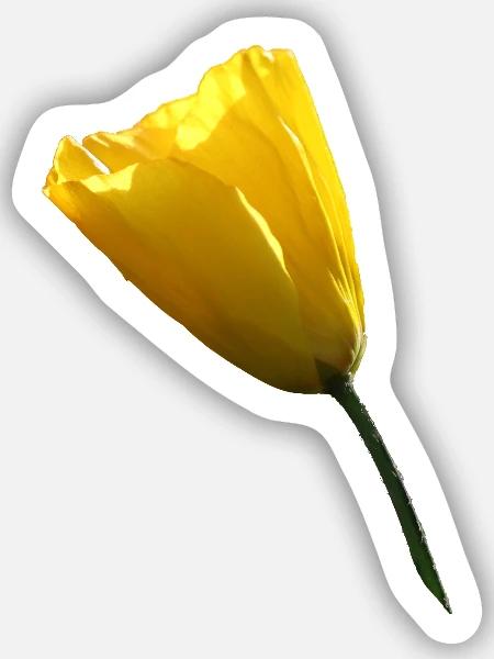 gelber Mohn Klatschmohn Mohnblume - Sticker Größe S (10 x 10 cm) - Mattweiß