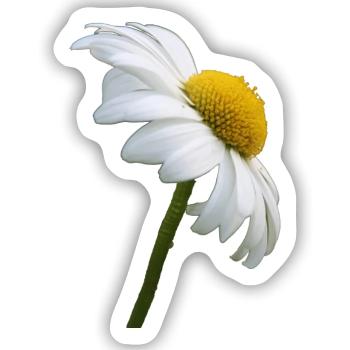 Margerite Gänseblume - Sticker Größe S (10 x 10 cm) - Mattweiß - Vorne