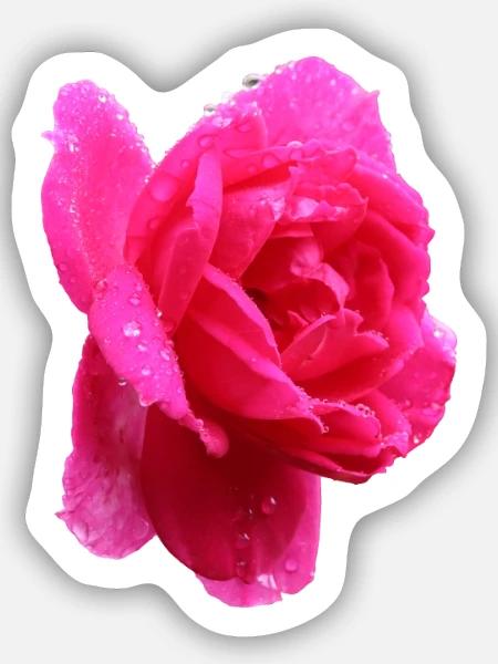 rosa Rose - Sticker Größe S (10 x 10 cm) - Mattweiß