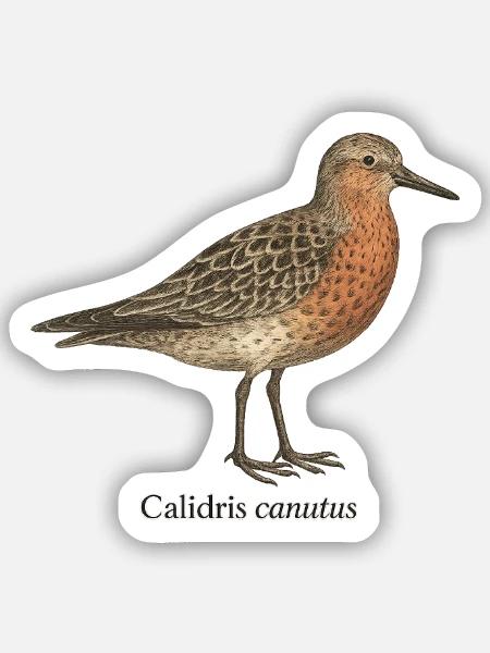 Knutt im Prachtkleid - Sticker Größe S (10 x 10 cm) - Mattweiß