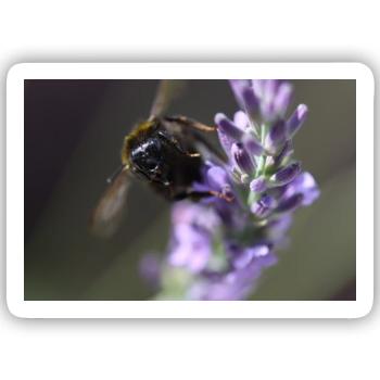Biene lavendel Lavendelblüte - Sticker Größe S (10 x 10 cm) - Mattweiß - Vorne