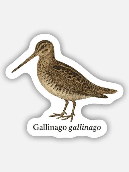 Bekassine - Gallinago gallinago - Sticker Größe S (10 x 10 cm) - Mattweiß