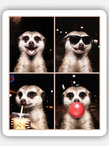 Meerkat Erdmännchen - Sticker Größe S (10 x 10 cm) - Mattweiß