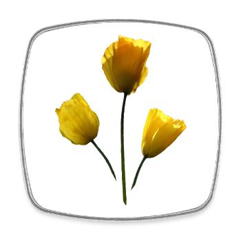 gelbe Mohnblumen gelber Mohn - Viereckiger Kühlschrankmagnet - Weiß - Vorne