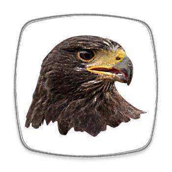 Adler, Falke, Greifvogel aus Falknerei, braun - Viereckiger Kühlschrankmagnet - Weiß - Vorne