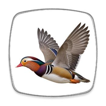 Mandarinente im Flug – farbenfroher Wasservogel - Viereckiger Kühlschrankmagnet - Weiß - Vorne