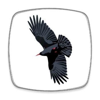 Rotschnabel-Chough-Flug - Viereckiger Kühlschrankmagnet - Weiß - Vorne