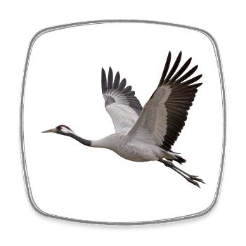 Kranich im Flug – grauer Zugvogel mit rotem Kopf - Viereckiger Kühlschrankmagnet - Weiß - Vorne