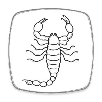 Skorpion – detaillierte Schwarz-Weiß-Illustration - Viereckiger Kühlschrankmagnet - Weiß - Vorne