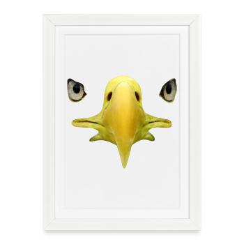 Bec, yeux d’aigle à tête blanche, fauconnerie - Affiche encadrée (27 × 37 cm) - blanc - Devant